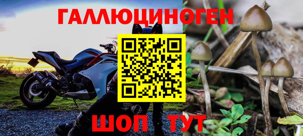 Псилоцибиновые грибы Cubensis Чусовой